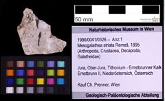 Foto (Objekt + Etiketten) von Mesogalathea striata (Remeš, 1895) (NHMW-GEO-1990-0041-0326)